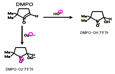 図1 スピントラップ剤DMPOとアダクト形成反応