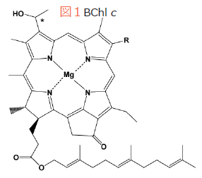 超強磁場を用いた固体25mg Nmr バクテリオクロロフィルc複合体クロロゾームへの応用 アプリケーション 日本電子株式会社