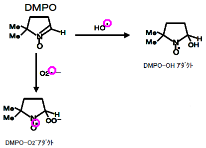 スピントラップ剤DMPO とアダクト形成反応