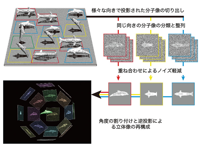 単粒子像解析法の模式的説明図