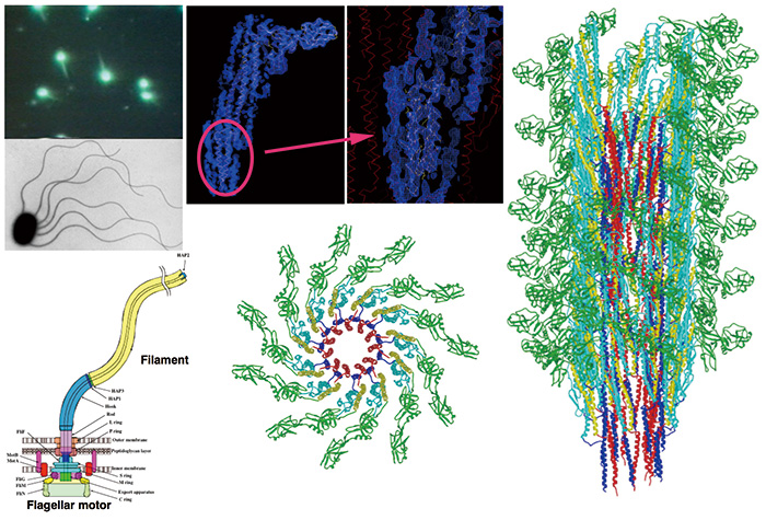 細菌の遊泳運動を駆動するべん毛繊維のクライオ電子顕微鏡による分子構造