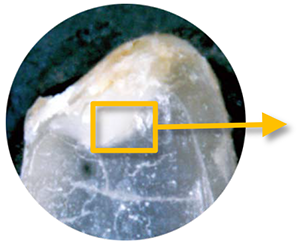 玄米の胚芽光学像
