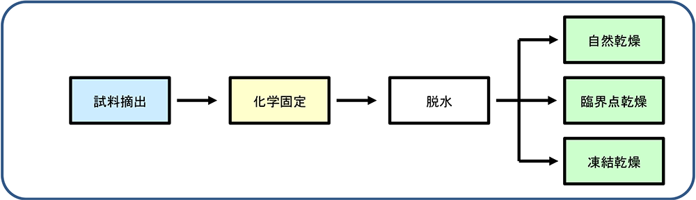 図1　一般的な生物試料（含水試料）作製法