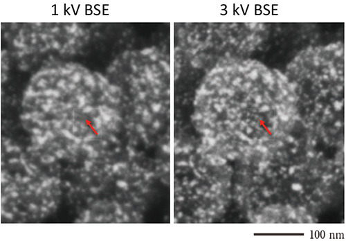 Filtered images on Ru and Pt at Carbon.