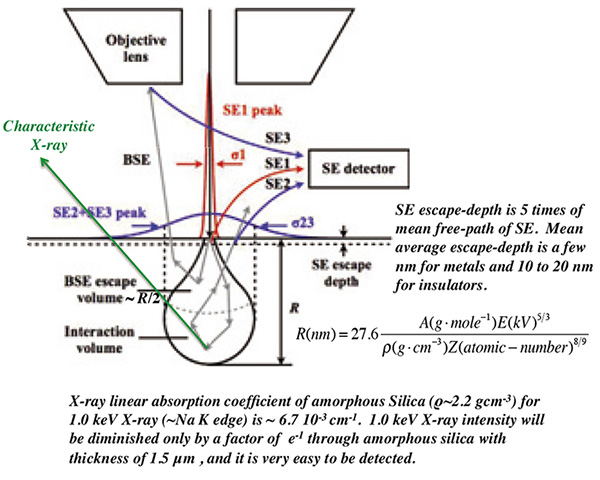 Schematic drawing where BSE/SEs and characteristic X-ray are produced inside and outside of sample