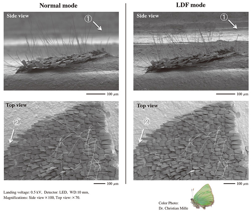 SEM images: Comparison between Normal- and LDF-mode