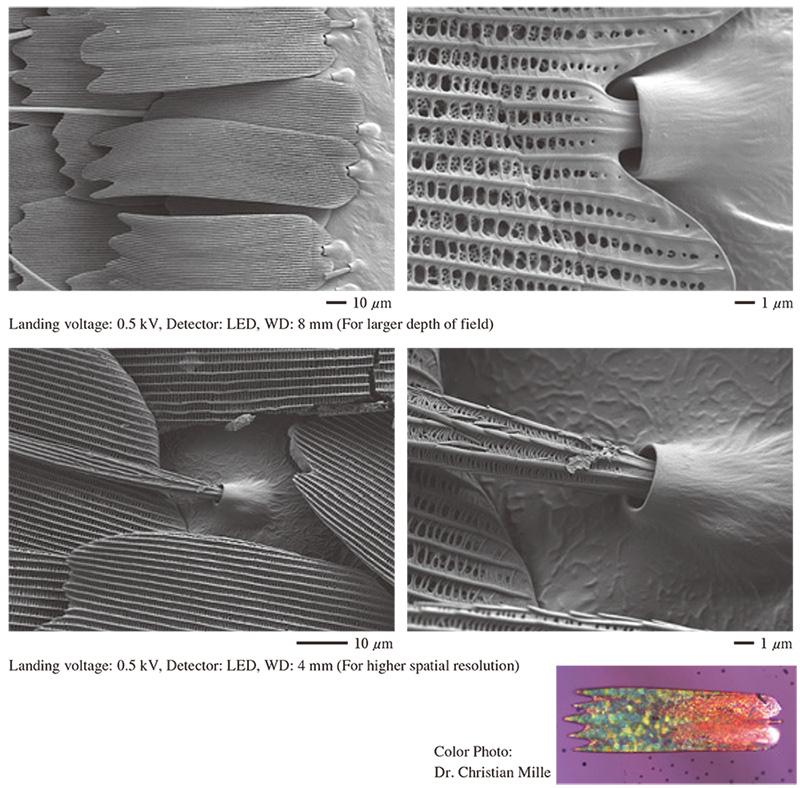 Details of Butterfly with topological contrast by LED