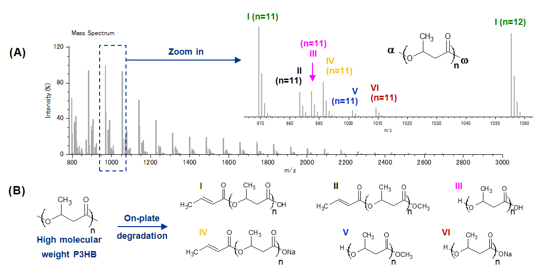 Fig. 2. (A) Mass spectrum of a high molecular weight P3HB following its on-plate degradation (inset: zoom shot with assignments). (B) P3HB ion series noted I-VI.