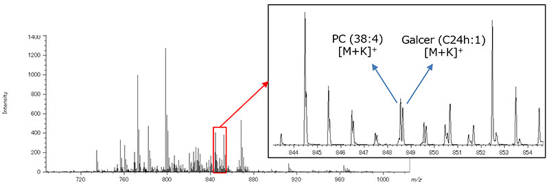 Average mass spectrum of lipids on brain tissue section.