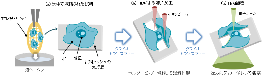 Fig.4 試料作製方法模式図