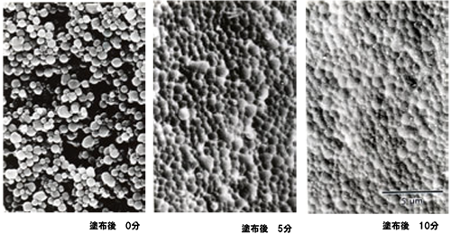 Cryo-SEMによるポリ酢酸ビニル=エマルジョンの乾燥によるフィルム化の観察