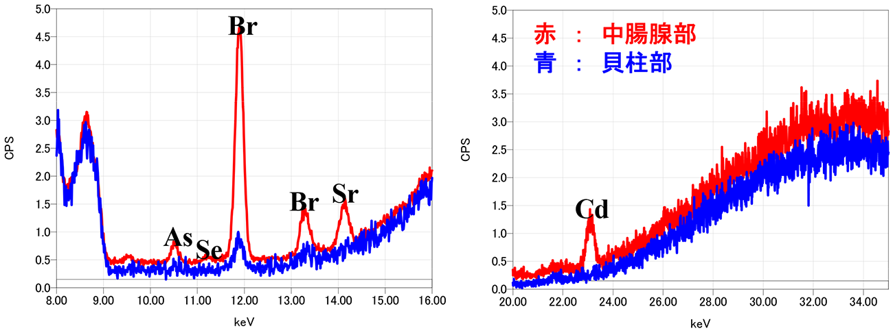 JEOL XRF ホタテ貝 重金属元素