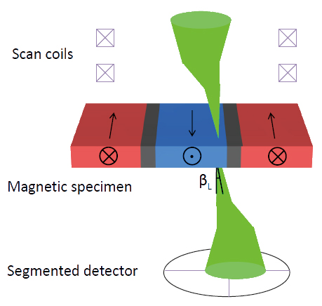 Fig. 1 Diagram illustrating the concept of DPC STEM imaging. Lorentz deflection of the focused electron probe, through an angle ßL, by domains in a thin magnetic sample is detected using a segmented detector.