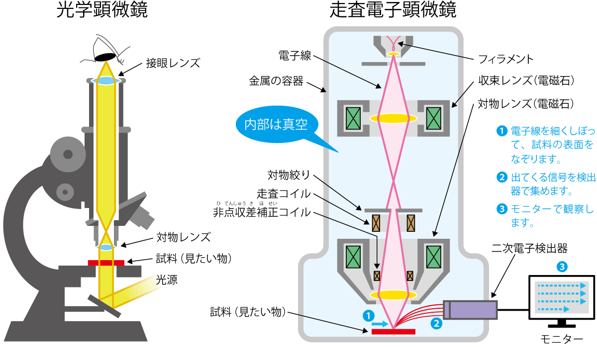 光学顕微鏡と電子顕微鏡の構造