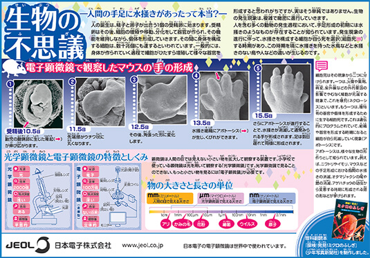 生物の不思議 - 人間の手足に水掻きがあったって本当？ -