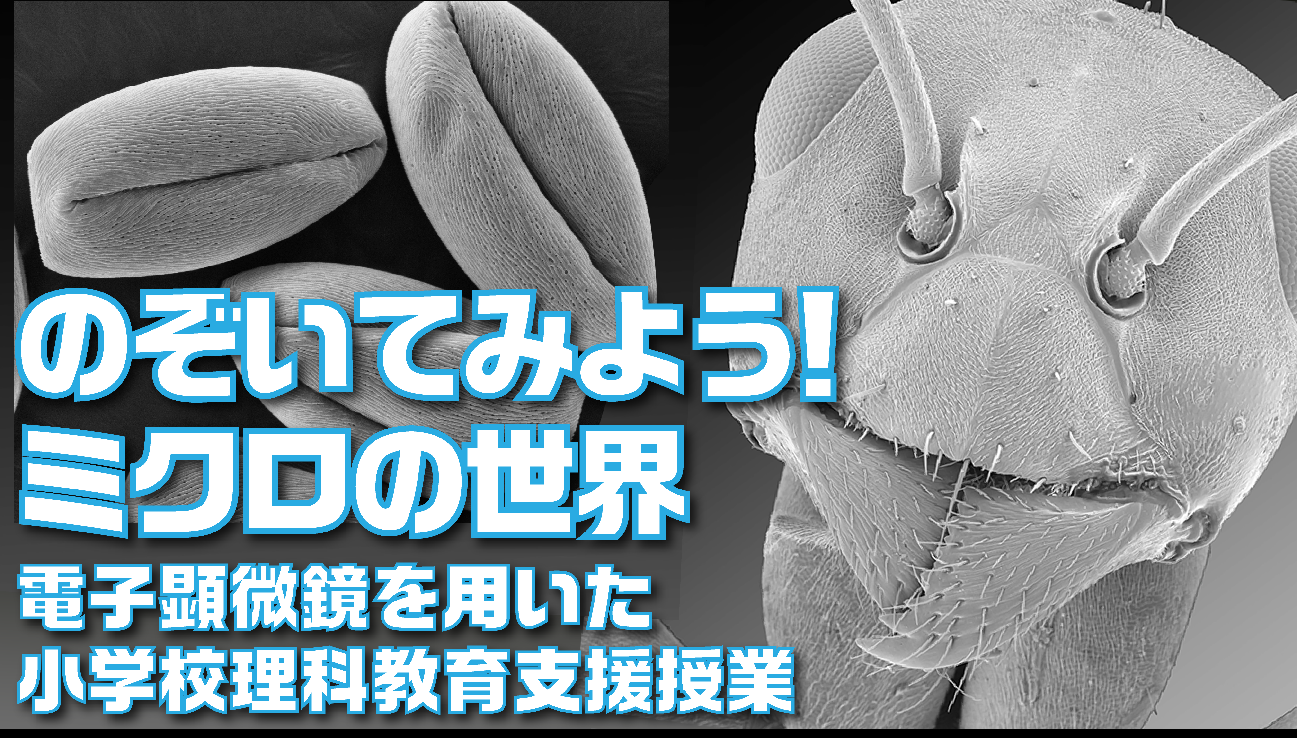 小学校理科教育支援授業