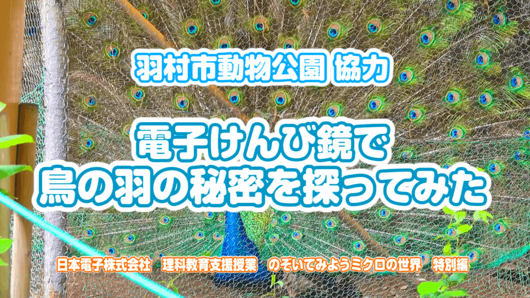 鳥の羽を電子けんび鏡でみてみた