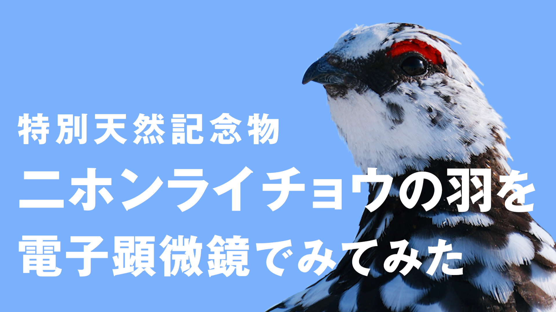 特別天然記念物 二ホンライチョウの羽を電子顕微鏡でみてみた