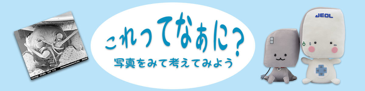 理科クイズ これってなあに?