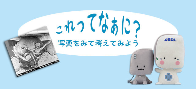 理科クイズ これってなあに?