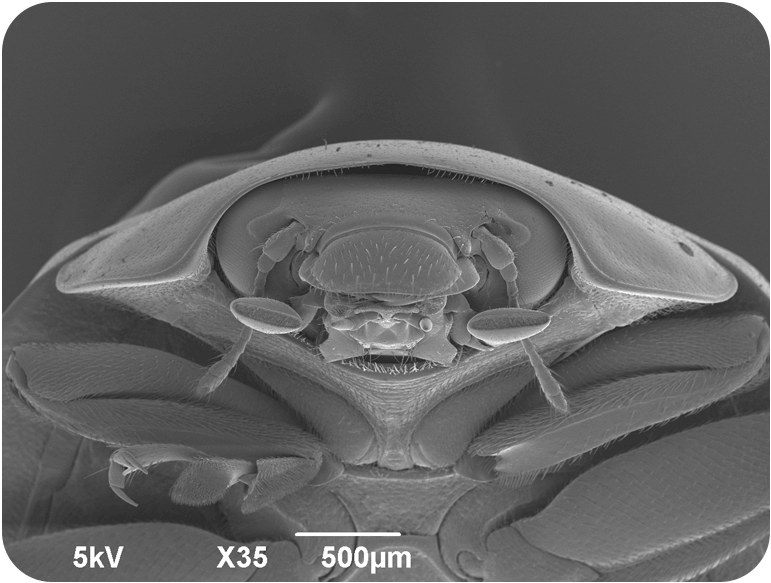 アブラムシを退治してくれる昆虫で、背中にいくつかの星がついているよ。