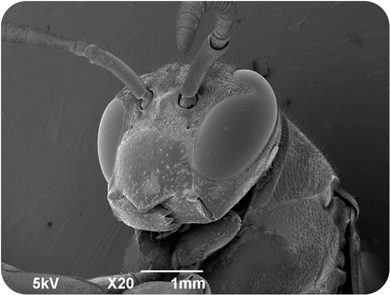 家の近くに巣を作ることが多い昆虫です。性格はおとなしそうですがいじめたりすると刺すこともありますよ。