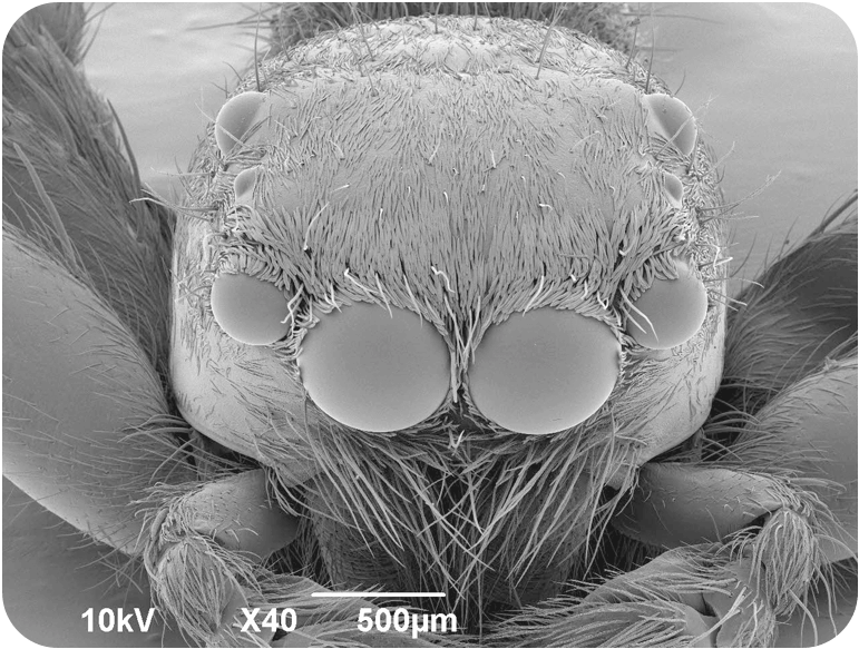 昆虫のなかまではありません。家の中などで見かける小動物です。小さな昆虫などを食べますが、なかまのように糸を使ってつかまえませんよ。