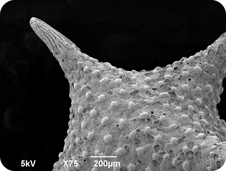 南の島のお土産に小瓶に入ったものをもらうことがあるよ。本当は海の中で生きている「虫」の仲間だよ。