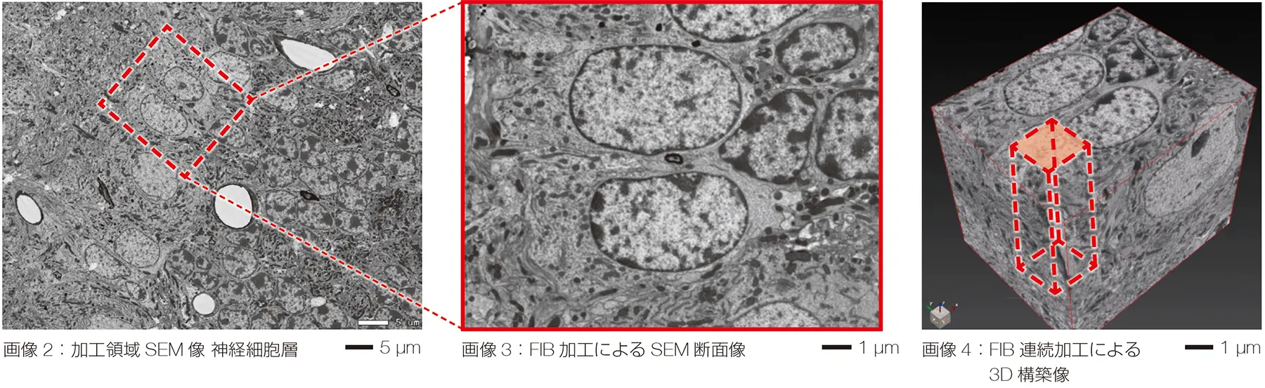 左から画像2：加工領域SEM像 神経細胞層、画像3：FIB 加工によるSEM断面像、画像4： FIB連続加工による3D 構築像