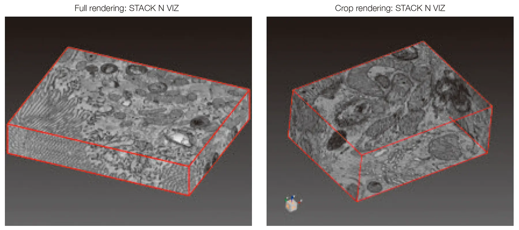 左：Full rendering: STACK N VIZ、右：Crop rendering: STACK N VIZ
