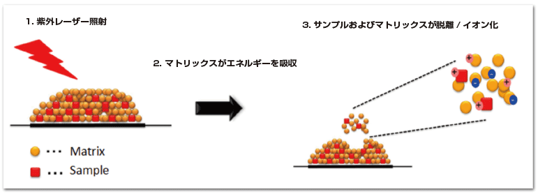 マトリックス支援レーザー脱離イオン化