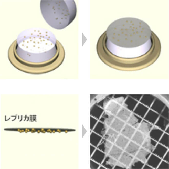 液中微粒子分散の観察法（抽出レプリカ法）