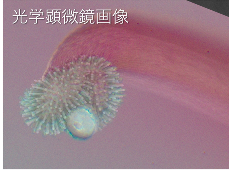 光学顕微鏡画像