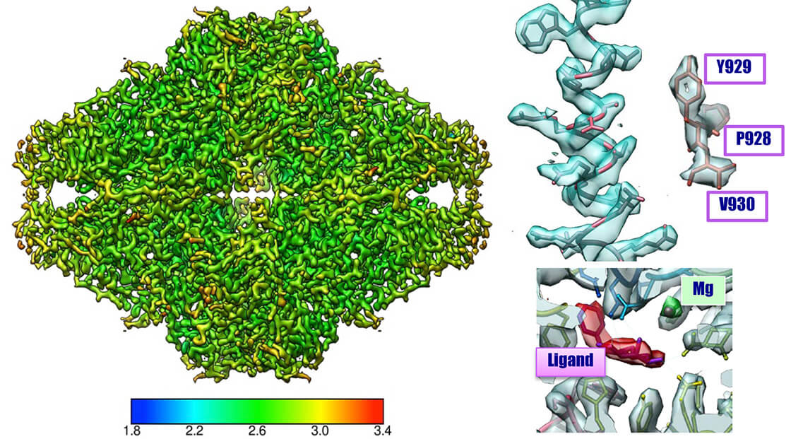 β-galactosidase 2.6 Å resolution CRYO ARM™