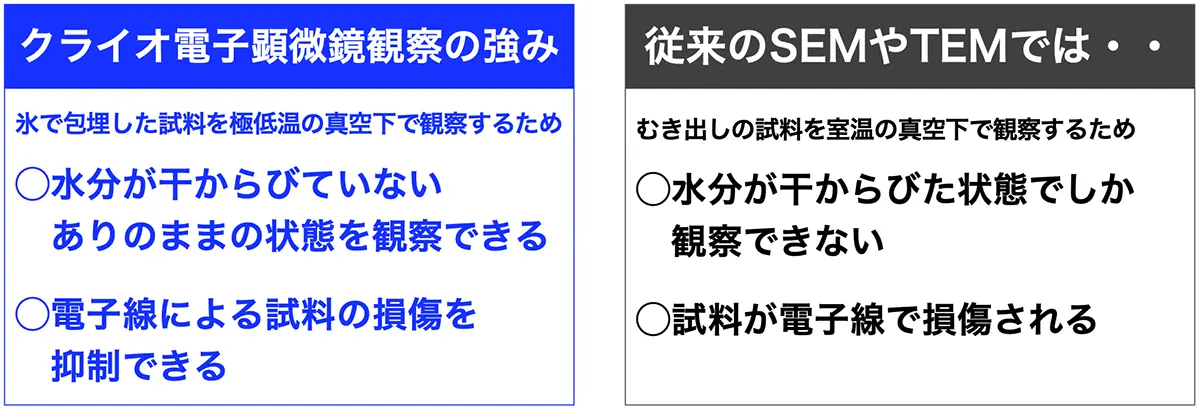 クライオ電子顕微鏡の強み：氷で包理した試料を極低温の真空下で観察するため、1. 水分が干からびていない、ありのままの状態を観察できる。2. 電子円による試料の損傷を抑制できる。従来のSEMやTEMではむき出しの試料を室温の真空下で観察するため1. 水分が干からびた状態でしか観察できない、2. 試料が電子線で損傷される。