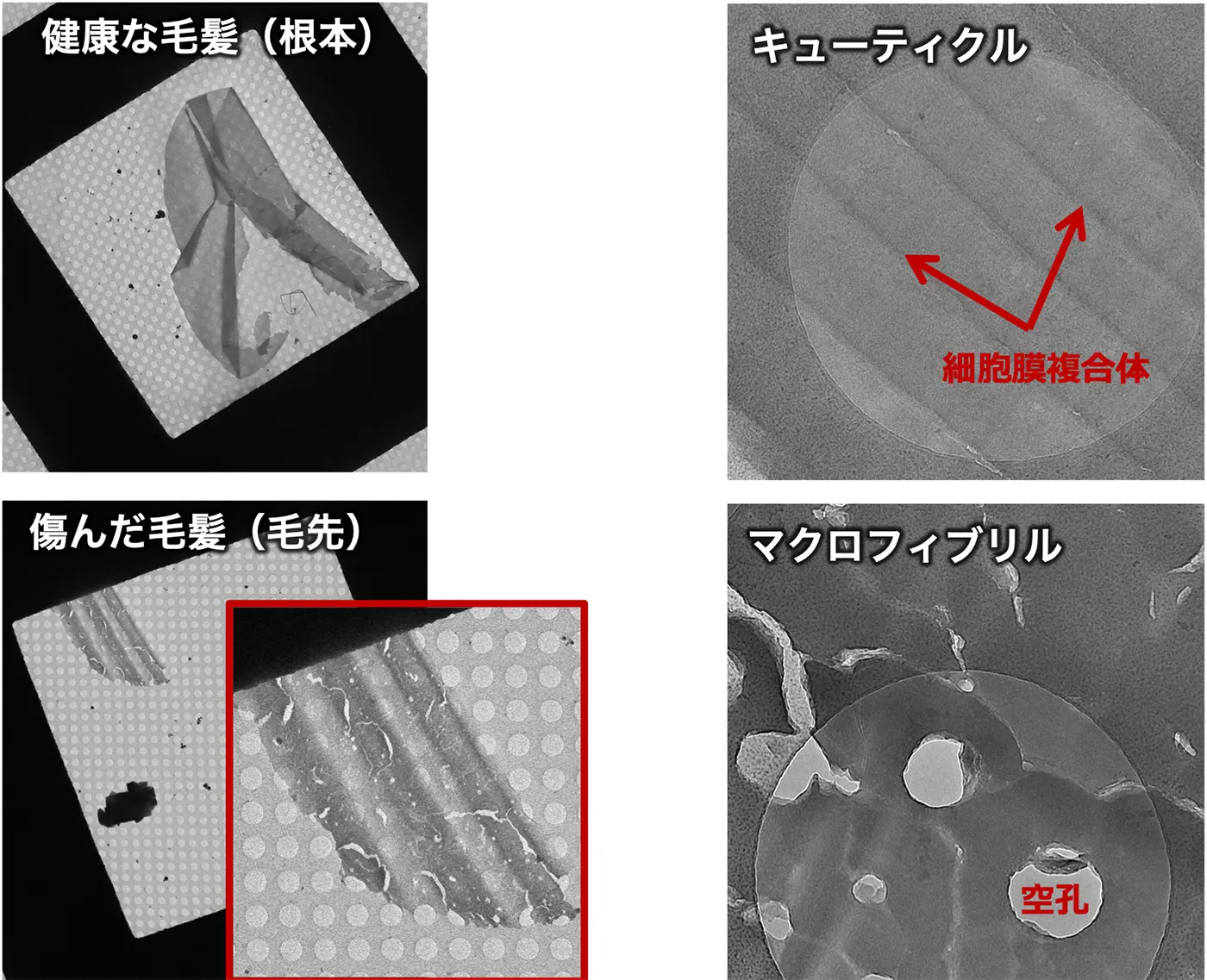 健康な毛髪(根本)と傷んだ毛髪(毛先)。キューティクルとマクロフィブリル。
