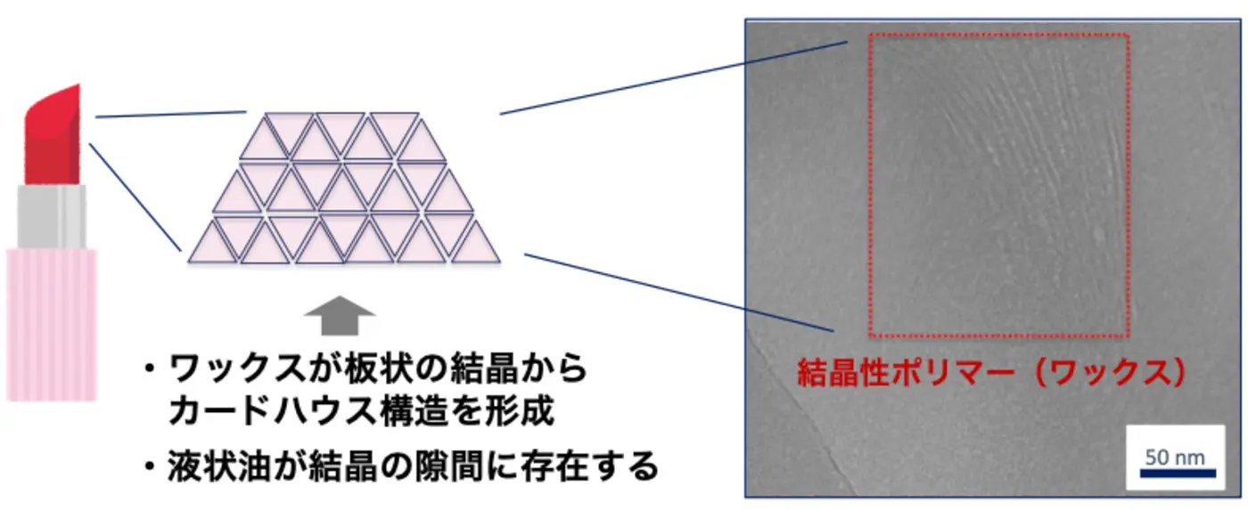 ワックスが板状の結晶からカードハウス構造を形成。液状油が結晶の隙間に存在する。