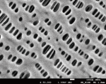 セパレータにおける劣化前後の表面形状変化をSEM観察 電池劣化前