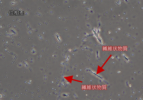 光学顕微鏡で観察した繊維のSEMEDSによる分析