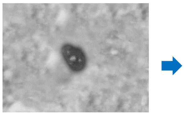 走査電子顕微鏡 (SEM)