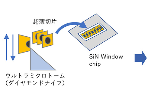 on chip CLEM Workflow（材料）