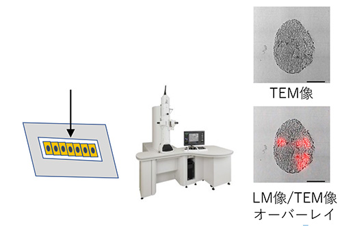 on chip CLEM Workflow(材料)