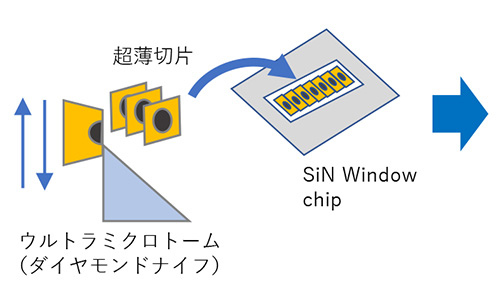on chip CLEM Workflow（生物試料）