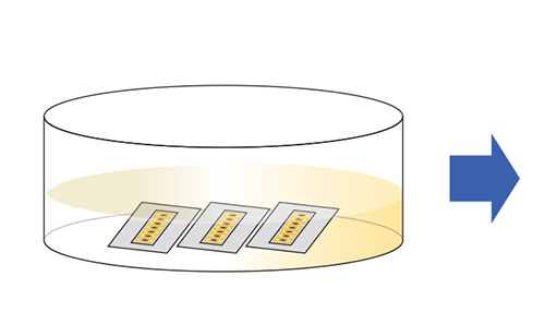 on chip CLEM Workflow(生物試料)