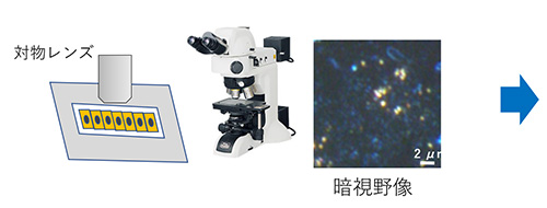 on chip CLEM Workflow(生物試料)