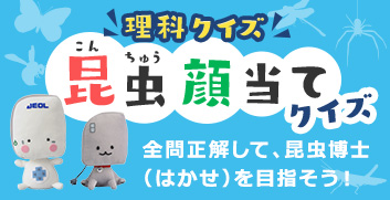 昆虫顔当てクイズ