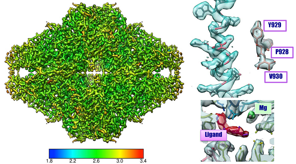 b-galactosidase 2.6 Å