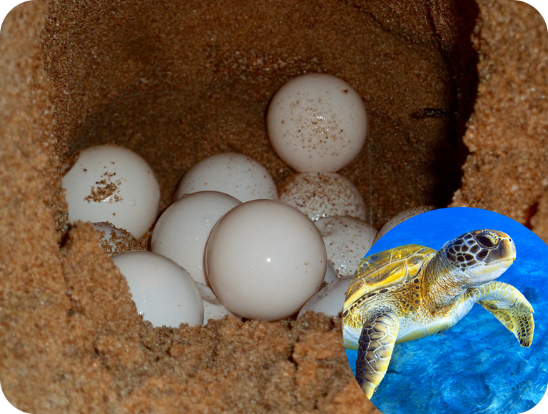 ウミガメの卵