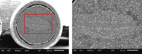 パンジーの種子 W-SEM(JSM-6610LA)