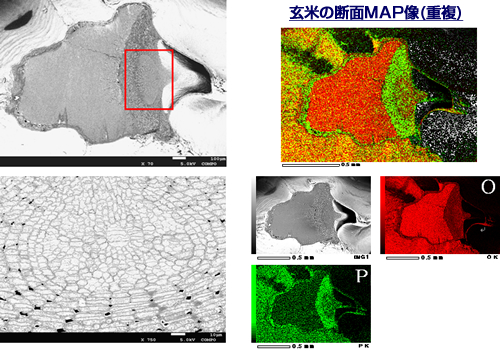 玄米 FE-SEM(JSM-7001F)